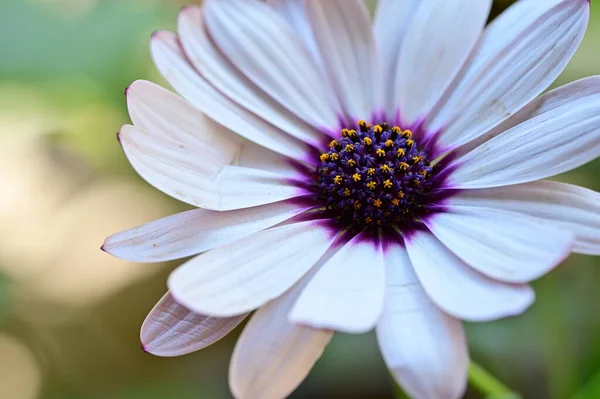 Hermosas Flores Blancas Púrpuras Jardín —  Fotos de Stock