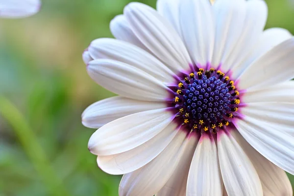 Beautiful White Purple Flowers Garden — Stock Photo, Image