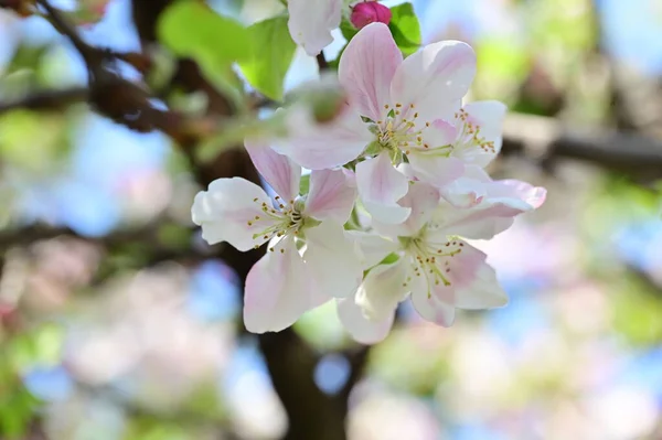 stock image beautiful spring background with blooming apple tree.