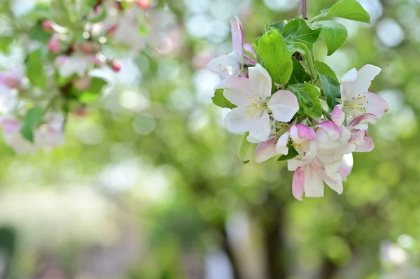 花咲くリンゴの木と美しい春の背景 — ストック写真
