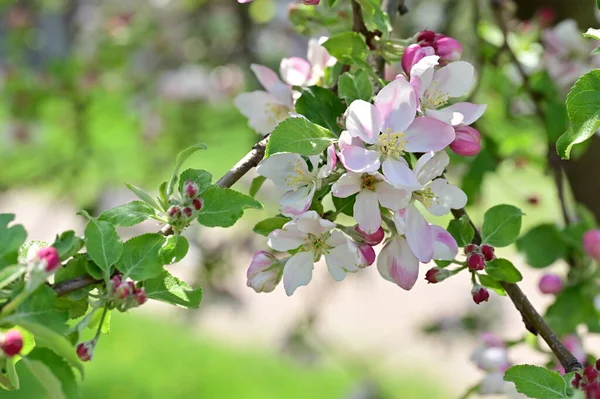 Prachtige Lente Achtergrond Met Bloeiende Appelboom — Stockfoto