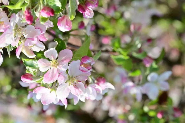 Vackra Våren Bakgrund Med Blommande Äppelträd — Stockfoto