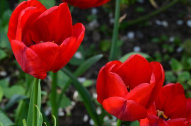 Bahçedeki güzel kırmızı çiçekler