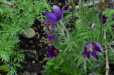 bahçede büyüyen güzel mor çiçekler