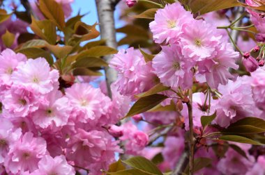 Bahçedeki güzel pembe sakura çiçekleri