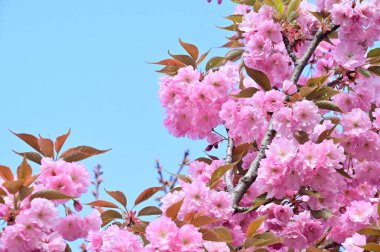Bahçedeki güzel pembe sakura çiçekleri
