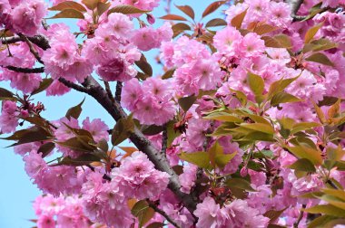 Bahçedeki güzel pembe sakura çiçekleri