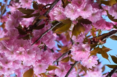 Bahçedeki güzel pembe sakura çiçekleri