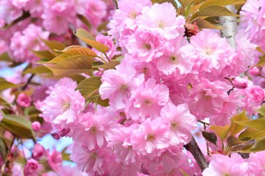 Bahçedeki güzel pembe sakura çiçekleri