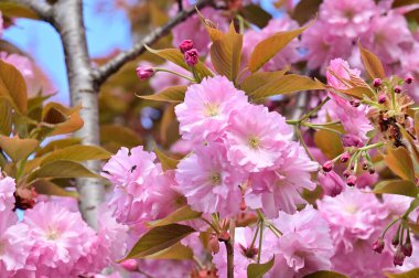 Bahçedeki güzel pembe sakura çiçekleri