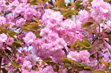 Bahçedeki güzel pembe sakura çiçekleri