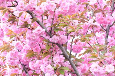 Bahçedeki güzel pembe sakura çiçekleri