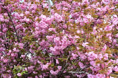 Bahçedeki güzel pembe sakura çiçekleri