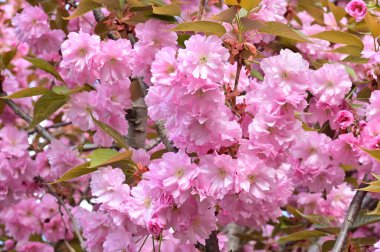 Bahçedeki güzel pembe sakura çiçekleri