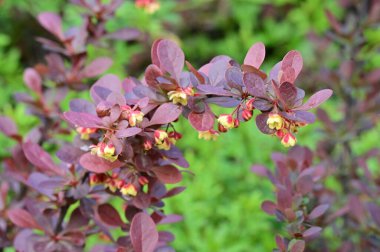 Bahçede kırmızı yapraklı güzel çiçekler