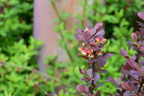 庭に赤い葉を持つ美しい花 — ストック写真