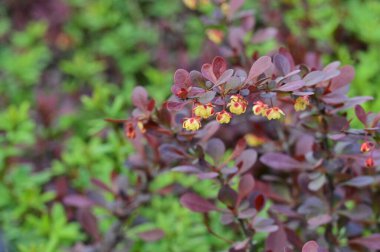 Çiçek açan çalılarla güzel bir bahar arkaplanı