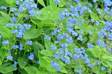Vahşi mavi çiçeklerin güzel manzarası