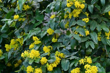 Bahçedeki sarı çiçekler, manzarayı kapat. Çiçek arkaplanı
