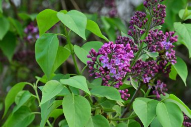Bahçedeki leylak çiçeklerini kapat.