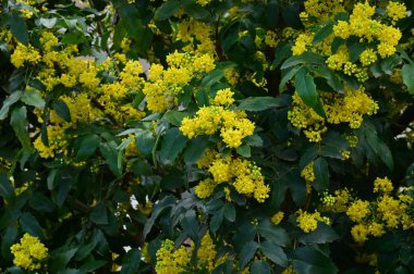 Bahçedeki sarı çiçekler, manzarayı kapat. Çiçek arkaplanı