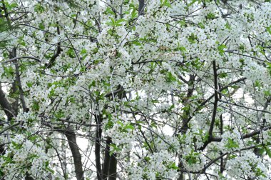 beyaz çiçekler bahar zaman elma ağacı