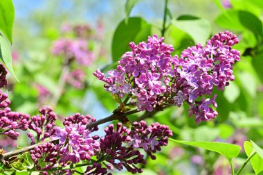Bahçedeki leylak çiçeklerini kapat.