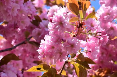 Bahçedeki güzel pembe sakura çiçekleri