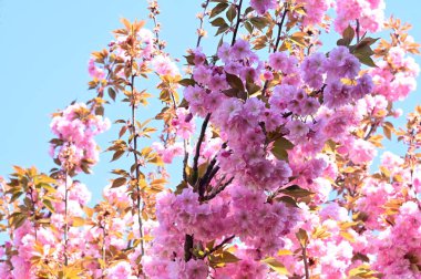 Bahçedeki güzel pembe sakura çiçekleri