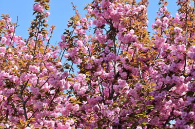 Bahçedeki güzel pembe sakura çiçekleri