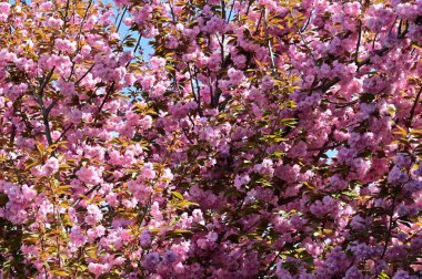Bahçedeki güzel pembe sakura çiçekleri