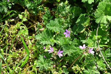Bahçede büyüyen güzel çiçekler