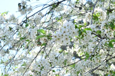 beyaz çiçekler bahar zaman elma ağacı