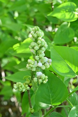 Bahar bahçesindeki beyaz çiçeklere yakın.
