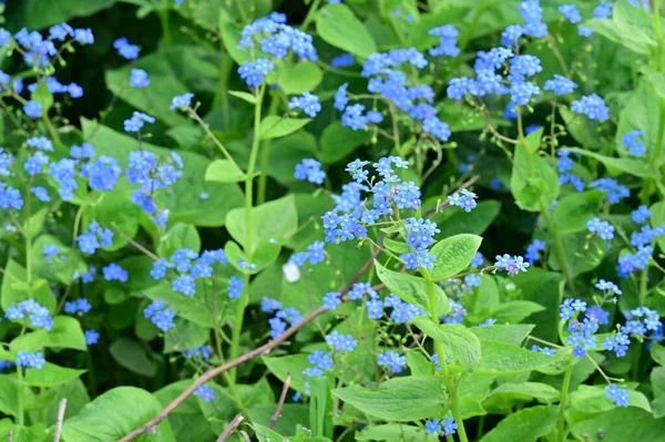 stock image beautiful view of the wild blue flowers