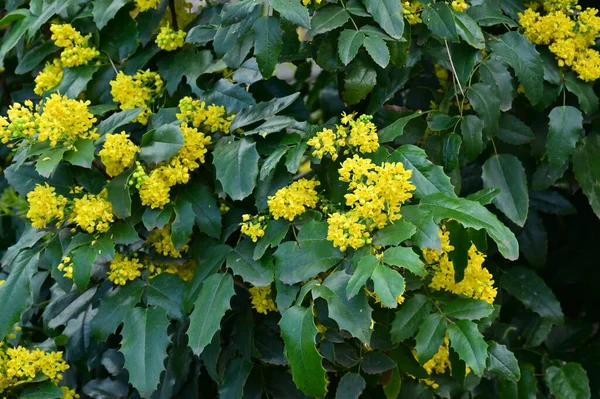 Bunga Kuning Taman Pandangan Dekat Latar Belakang Floral — Stok Foto
