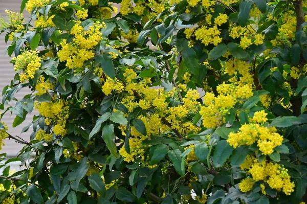 花园中的黄色花朵 植物背景 — 图库照片