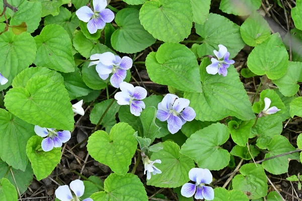 White Purple Flowers Growing Garden Close View — Stock Photo, Image