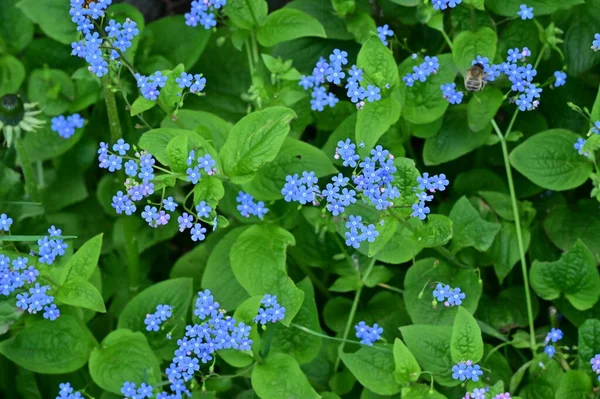 stock image beautiful view of the wild blue flowers