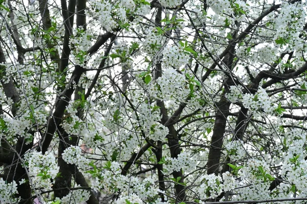 春の時間でりんごの木の白い花 — ストック写真