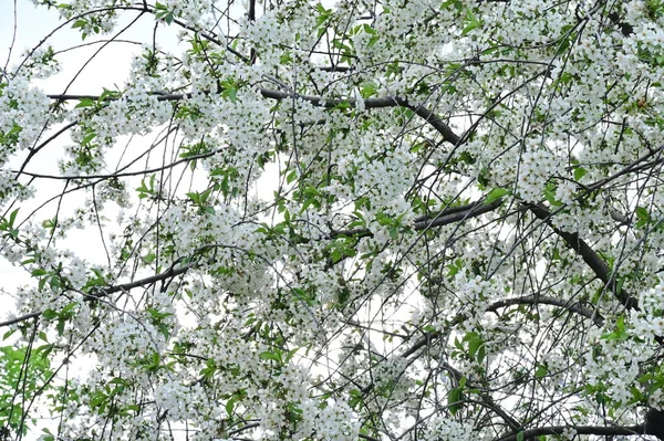 Valkoiset Kukat Omenapuu Keväällä Aika — kuvapankkivalokuva