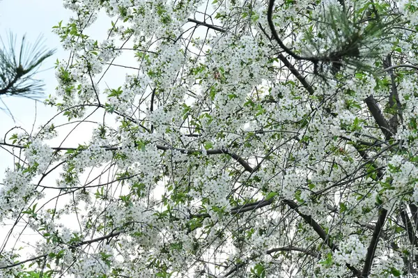 White Flowers Apple Tree Spring Time — Stock Photo, Image