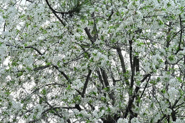 Białe Kwiaty Jabłoni Okresie Wiosennym — Zdjęcie stockowe