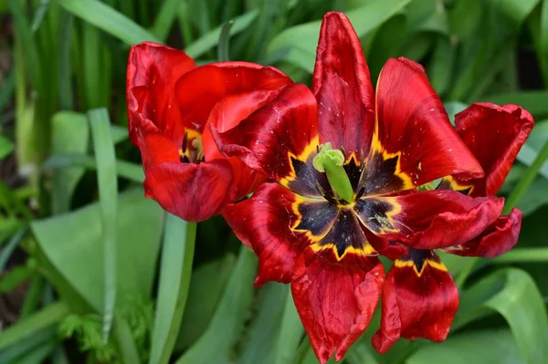 花园里美丽的红色郁金香 — 图库照片