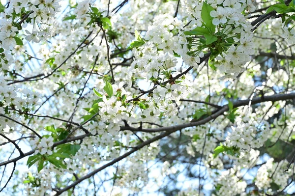 ดอกไม ขาวของต นแอปเป ลในช วงฤด ใบไม — ภาพถ่ายสต็อก