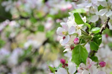 Güzel bahar arka plan ile çiçeklenme elma ağacı.
