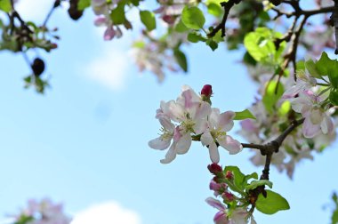 Güzel bahar arka plan ile çiçeklenme elma ağacı.