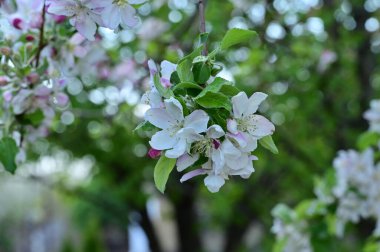 Güzel bahar arka plan ile çiçeklenme elma ağacı.
