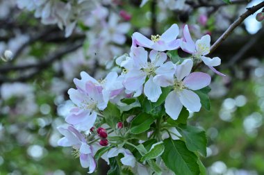 Güzel bahar arka plan ile çiçeklenme elma ağacı.