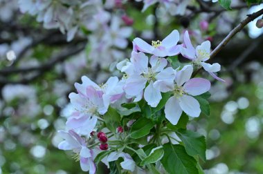 Güzel bahar arka plan ile çiçeklenme elma ağacı.